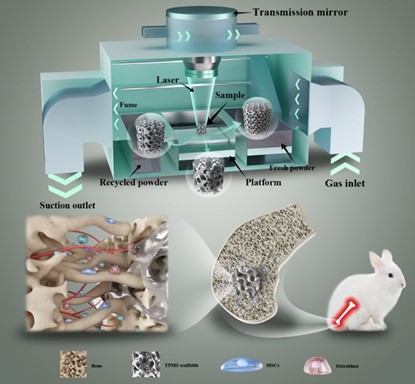 清華、北大、北醫(yī)三院聯(lián)合：高溫氧化處理3D打印鎂合金骨植入物結(jié)構(gòu)優(yōu)化及體內(nèi)外生物降解行為